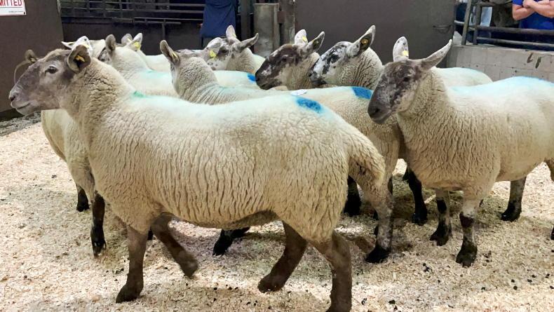 Watch: lambs hit €215/head in Ballyjamesduff Watch: lambs hit €215/head in Ballyjamesduff