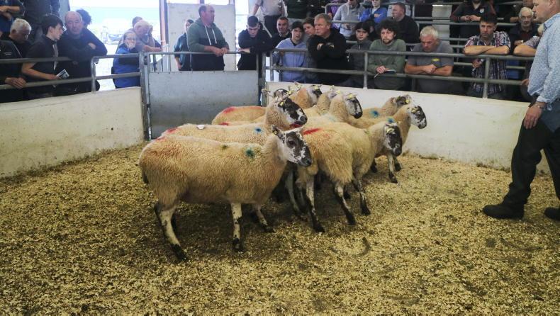 Sheep mart prices: big jump in entries Sheep mart prices: big jump in entries