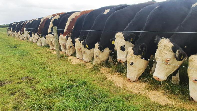 Thrive programme: know your limits with finishing off grass Thrive programme: know your limits with finishing off grass