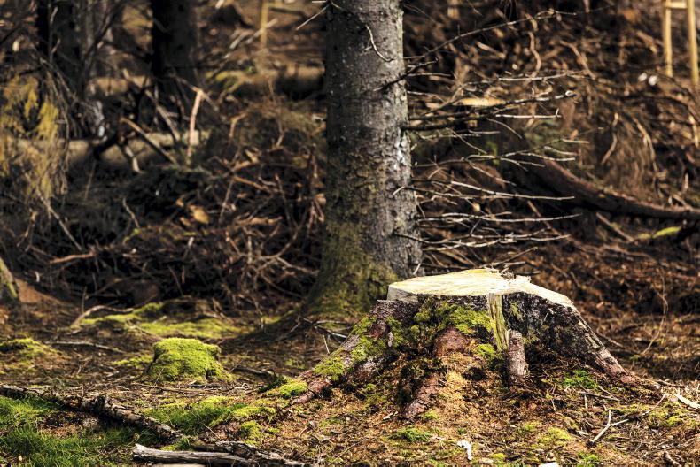 Department to revise tree felling site notices after data protection ruling Department to revise tree felling site notices after data protection ruling