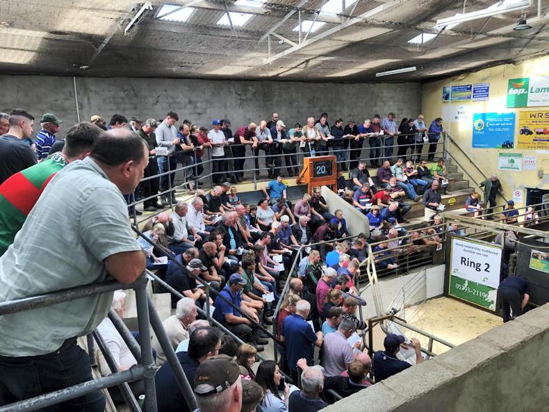 Rams up €46 to average €664/hd at Ireland’s largest sale Rams up €46 to average €664/hd at Ireland’s largest sale