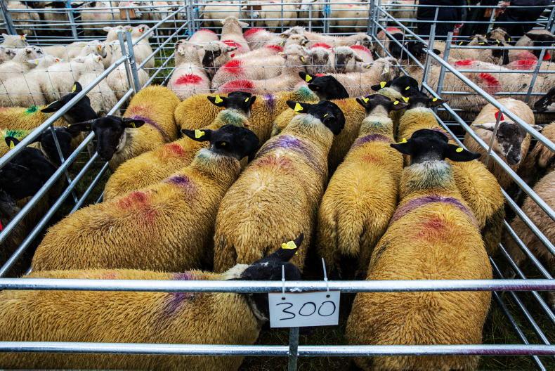 Sheep mart watch: lamb prices edge up by €1 to €2 per head Sheep mart watch: lamb prices edge up by €1 to €2 per head