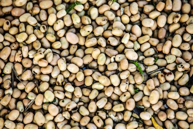 Home farm: beans face moisture penalty Home farm: beans face moisture penalty