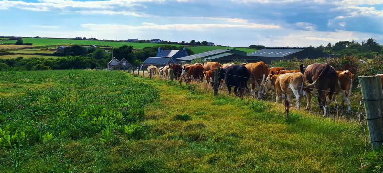 Farmer Writes: minding concentrates, concentrates the mind Farmer Writes: minding concentrates, concentrates the mind