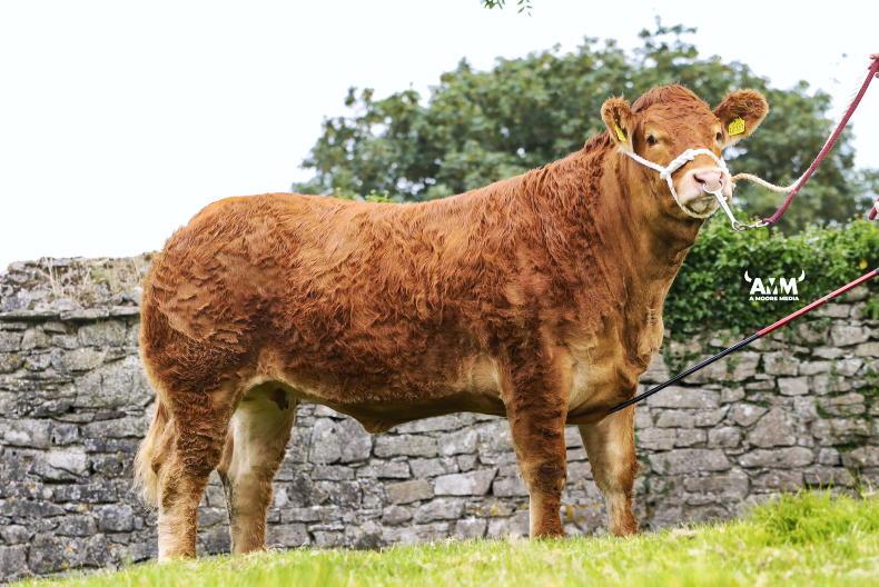 Watch: €20,200 top at Newtown dispersal Watch: €20,200 top at Newtown dispersal