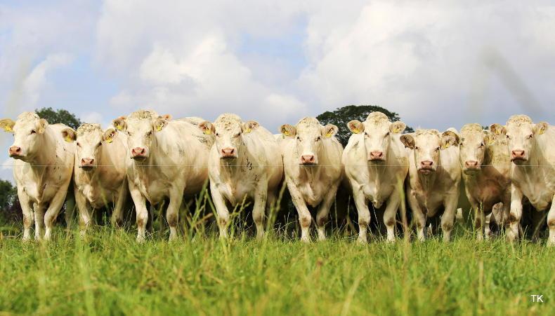 Agri jobs: farm managers sought for dairy and pedigree Charolais herd Agri jobs: farm managers sought for dairy and pedigree Charolais herd