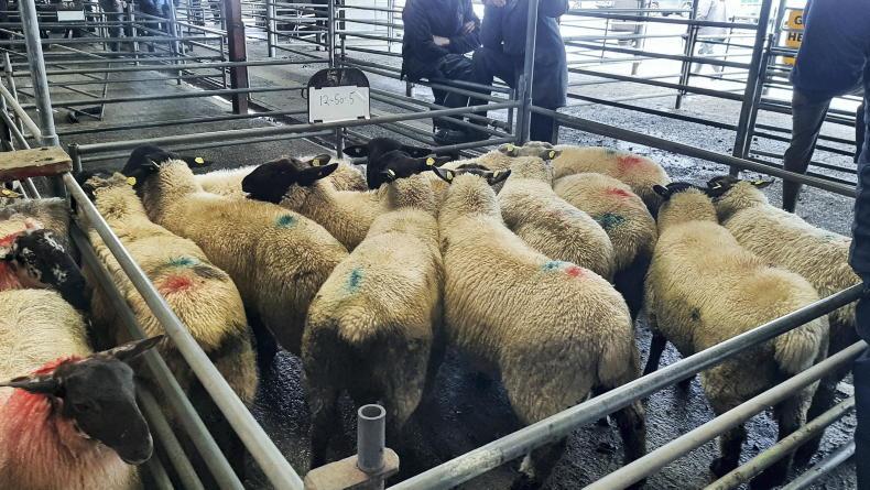 Sheep price update: quotes static at base price of €6/kg to €6.05/kg Sheep price update: quotes static at base price of €6/kg to €6.05/kg