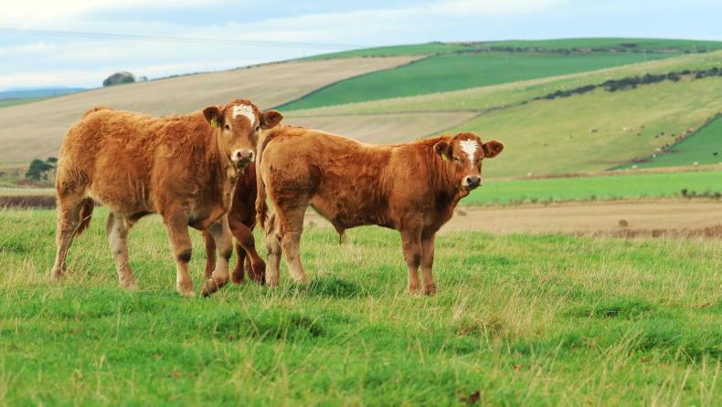 Grass+ Beef: housing commences in west Grass+ Beef: housing commences in west