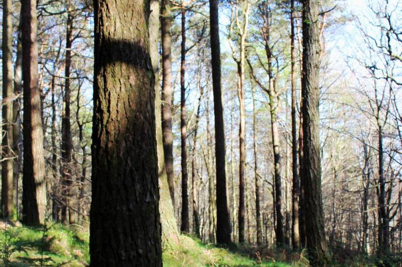 Forestry vision points the way – now the real work begins Forestry vision points the way – now the real work begins