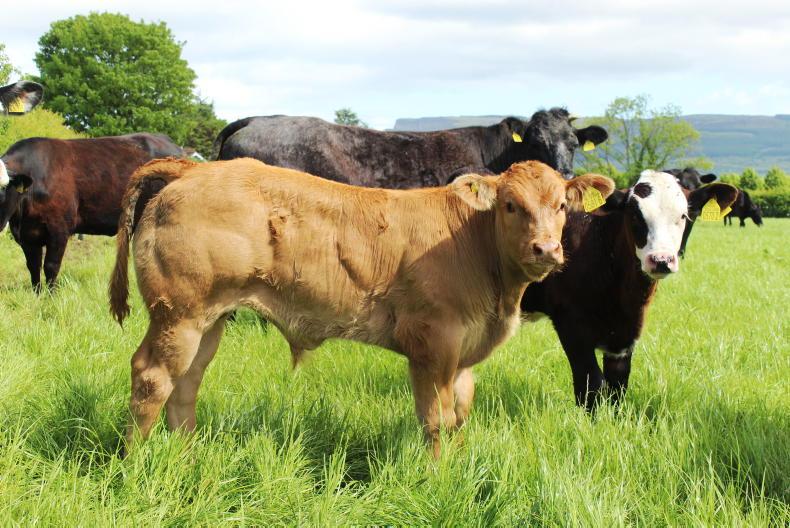 Is €1bn Brexit Adjustment Reserve beyond farmers’ reach? Is €1bn Brexit Adjustment Reserve beyond farmers’ reach?
