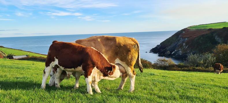 Farmer Writes: roll the dice or leave the casino Farmer Writes: roll the dice or leave the casino