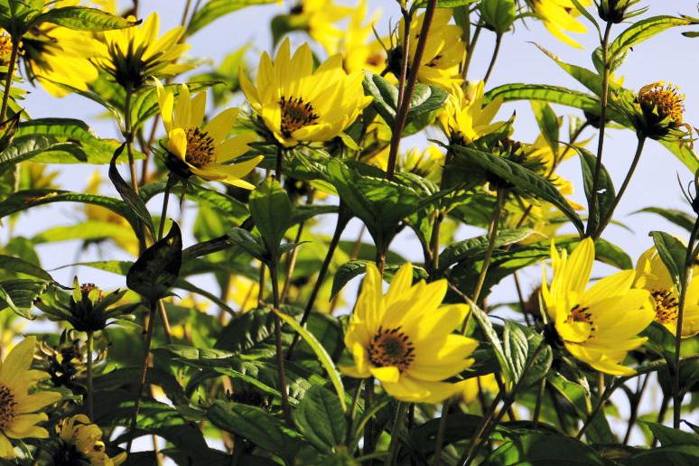 Gardening with Gerry Daly: brighten things up with perennial sunflowers Gardening with Gerry Daly: brighten things up with perennial sunflowers