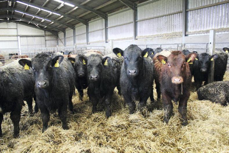 Beef Management : vermin control, housing and scheme deadlines this week Beef Management : vermin control, housing and scheme deadlines this week