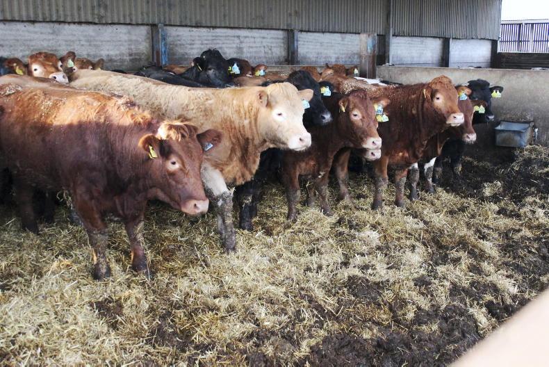 NI Trends: factory demand for heifers lifts prices; fat lamb trade steadies NI Trends: factory demand for heifers lifts prices; fat lamb trade steadies