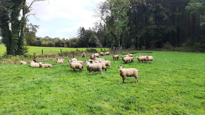 Sheep Management: finishing lambs, mating progress and clean livestock policy Sheep Management: finishing lambs, mating progress and clean livestock policy