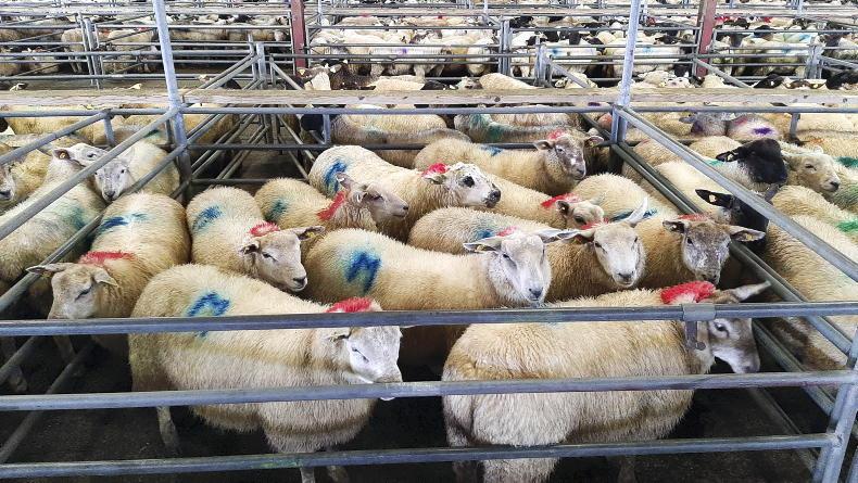 Sheep mart prices: liveweight of lambs lower year on year Sheep mart prices: liveweight of lambs lower year on year