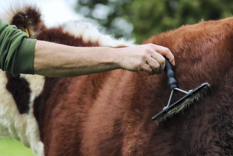 High DBI stock bulls eligible for use in new dairy beef scheme High DBI stock bulls eligible for use in new dairy beef scheme