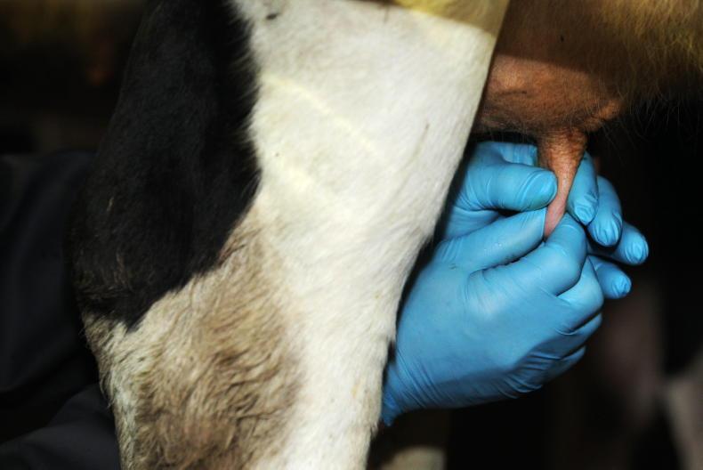 Clock ticking on selective dry cow therapy Clock ticking on selective dry cow therapy