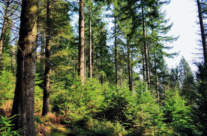 Forestry and timber generating €2bn a year Forestry and timber generating €2bn a year