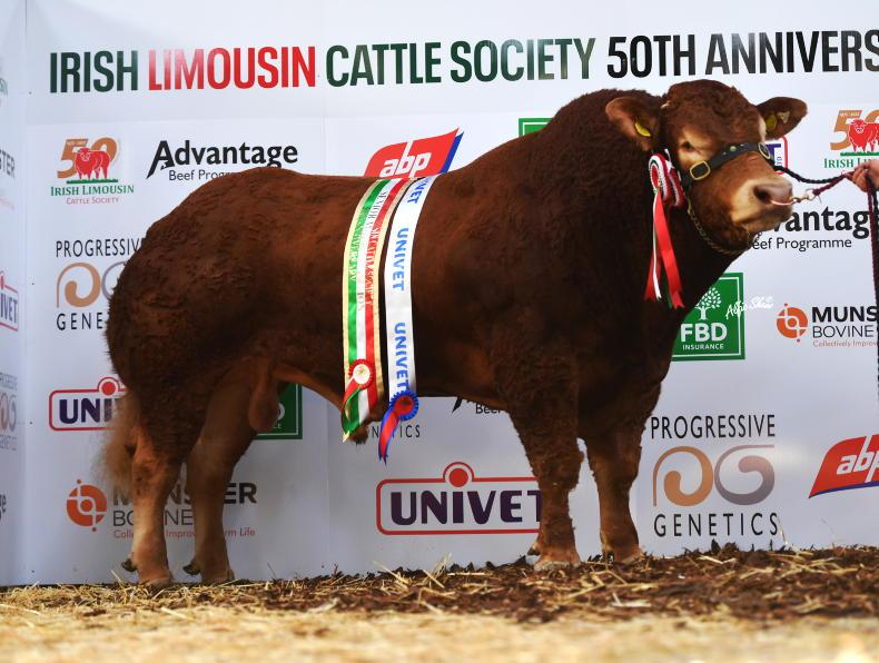 Trouble in the Limousin pen Trouble in the Limousin pen