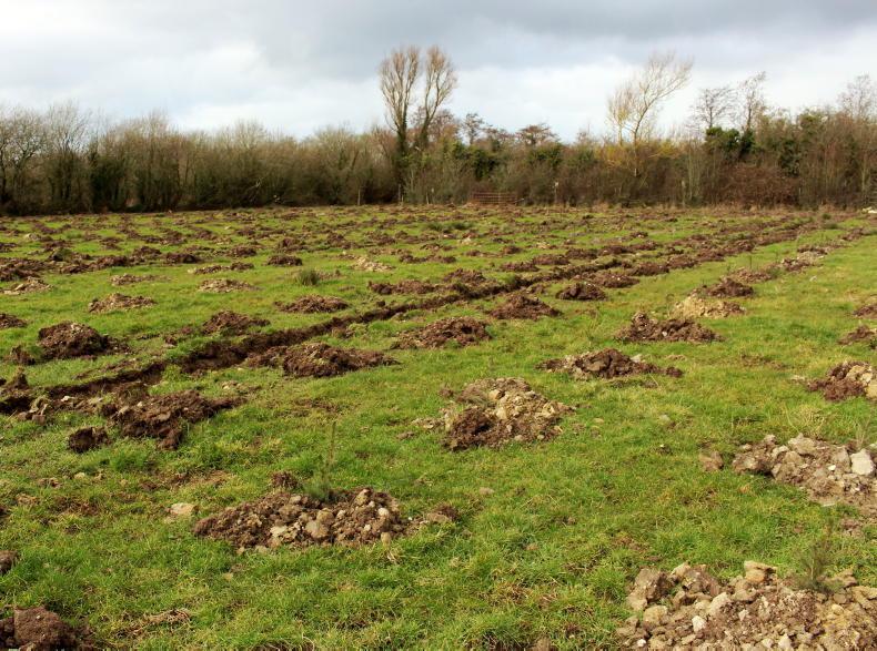 Forestry land to hit €7,000/ac predict estate agents Forestry land to hit €7,000/ac predict estate agents