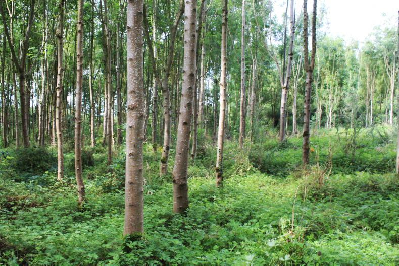New forestry programme a 'massive vote of confidence' - FII New forestry programme a 'massive vote of confidence' - FII