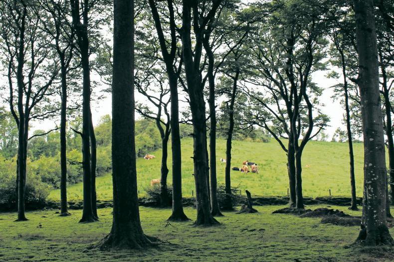 'Legacy issues' with new forestry premiums to be addressed - IFA 'Legacy issues' with new forestry premiums to be addressed - IFA