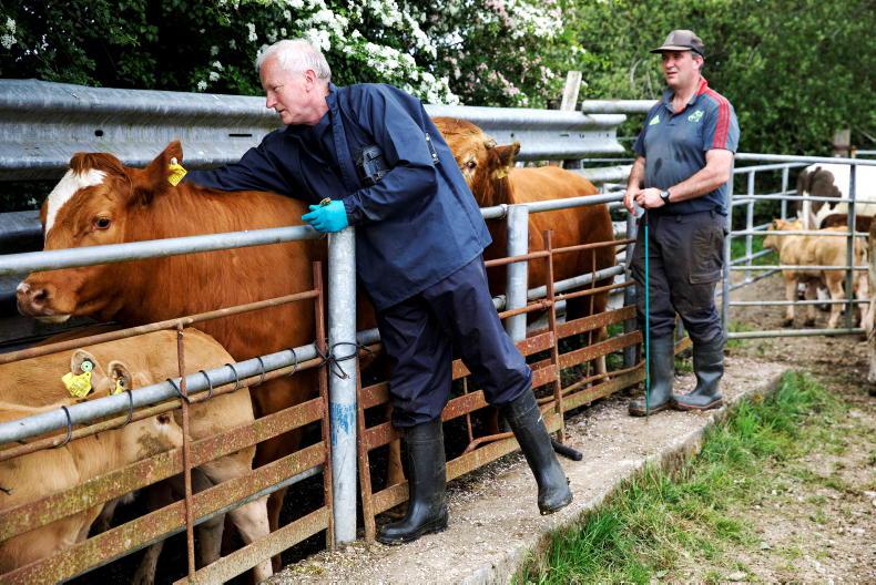Failure of TB eradication strategy leaves farmers as biggest losers - IFA Failure of TB eradication strategy leaves farmers as biggest losers - IFA