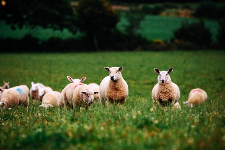 Farmers would ‘be mad not to look’ into organic farming Farmers would ‘be mad not to look’ into organic farming
