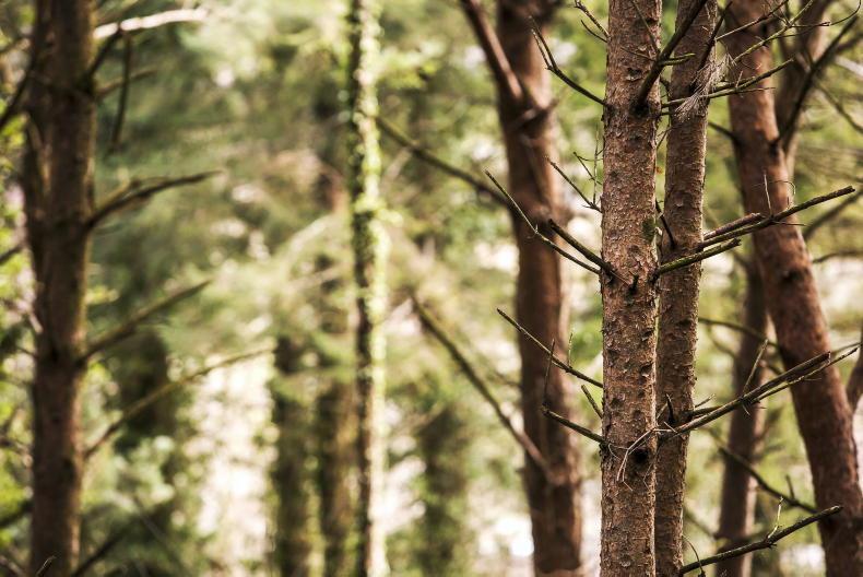 Forestry – a new dawn for a stalled industry? Forestry – a new dawn for a stalled industry?