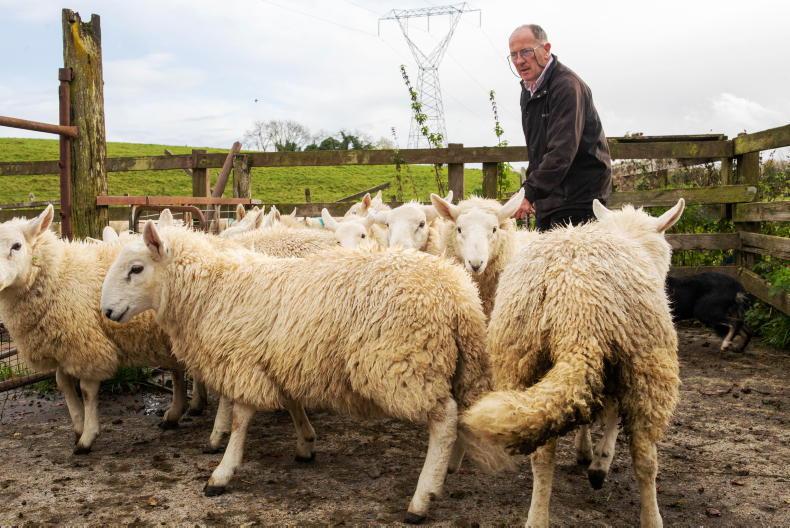 Over 17,000 farmers to receive advance Sheep Welfare Scheme payments Over 17,000 farmers to receive advance Sheep Welfare Scheme payments