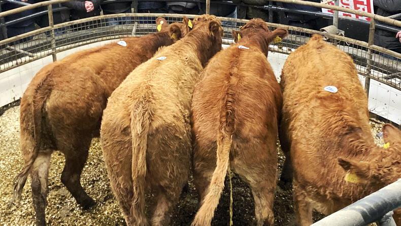 MartBids Database: reduced numbers boosts prices MartBids Database: reduced numbers boosts prices