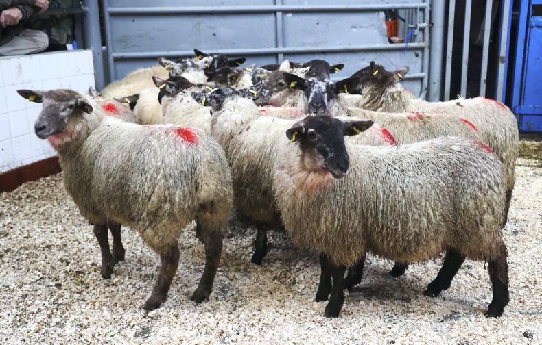 Sheep Mart Watch: finished lambs €5 to €10/head dearer Sheep Mart Watch: finished lambs €5 to €10/head dearer