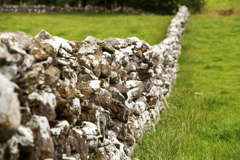 ‘Radical overhaul’ of Ireland’s approach to biodiversity needed ‘Radical overhaul’ of Ireland’s approach to biodiversity needed