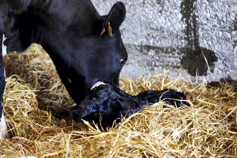 Preparing accommodation for calving 2023 Preparing accommodation for calving 2023