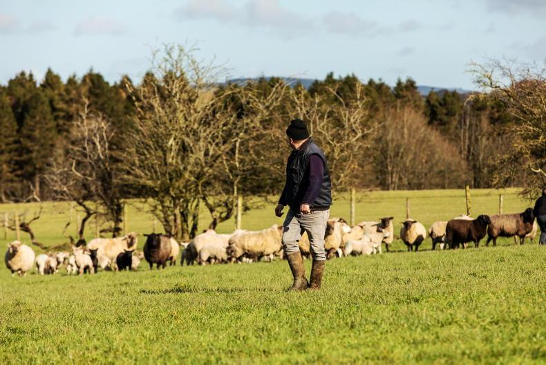 Changes needed to Sheep Improvement Scheme - IFA Changes needed to Sheep Improvement Scheme - IFA