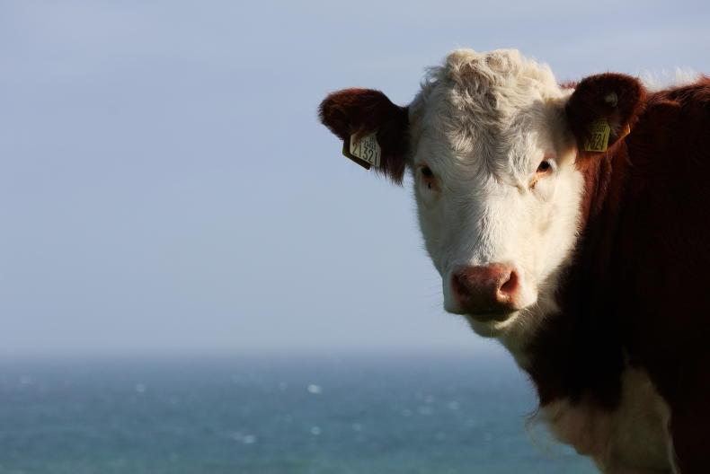 Farmer Writes: beef policy changes need to be mindful of the future Farmer Writes: beef policy changes need to be mindful of the future