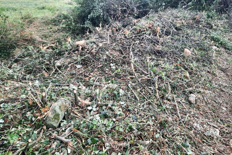 Why will farmers be cutting hedgerows at the ground in 2023? Why will farmers be cutting hedgerows at the ground in 2023?