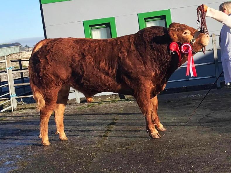 Champion Keltic Shadow tops the sales ring in Athenry Champion Keltic Shadow tops the sales ring in Athenry