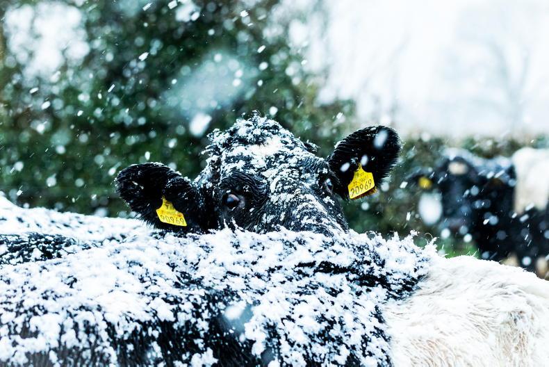 Frost causing big problems on dairy farms Frost causing big problems on dairy farms