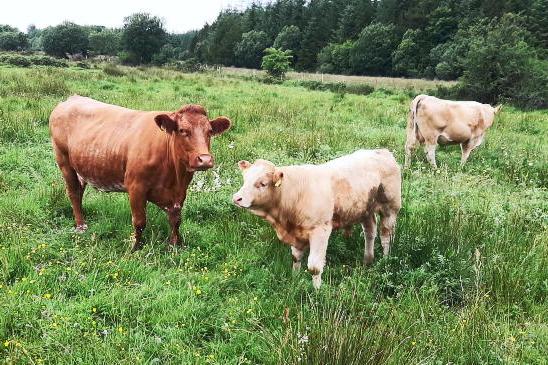 Over 3,000 farmers to receive REAP payments this week Over 3,000 farmers to receive REAP payments this week