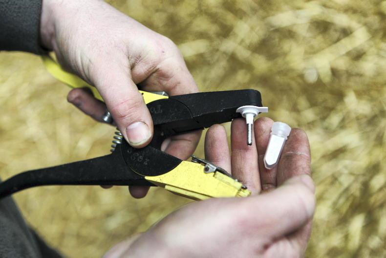 Dairy and beef farmers to receive €2.2m for BVD tag testing in 2023 Dairy and beef farmers to receive €2.2m for BVD tag testing in 2023