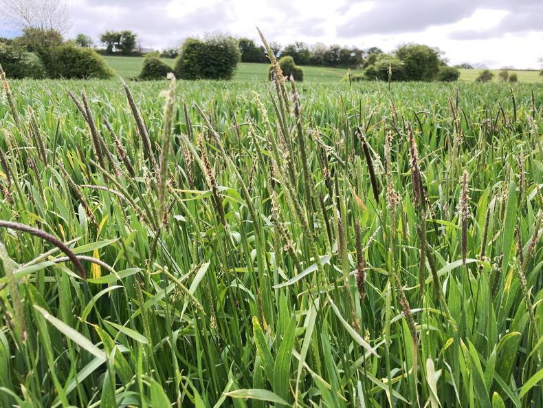 Seed trade tackling grass weeds Seed trade tackling grass weeds