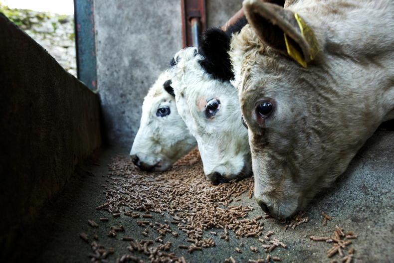 Soya hike scuppers lower feed prices Soya hike scuppers lower feed prices