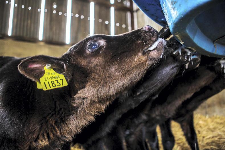 Teagasc and AHI to host 15 calf rearing events this month Teagasc and AHI to host 15 calf rearing events this month
