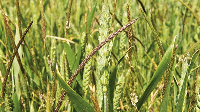 Discussion needed on making blackgrass a noxious weed Discussion needed on making blackgrass a noxious weed