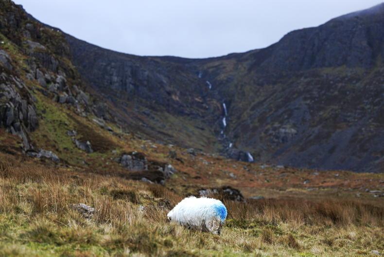 Clarity needed on ACRES 'gap' payments - IFA Clarity needed on ACRES 'gap' payments - IFA