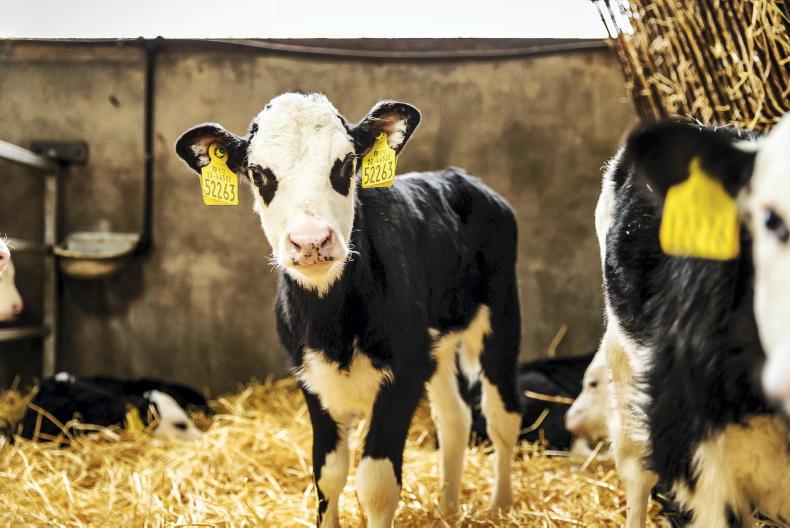 Causes for optimism in calf trade Causes for optimism in calf trade