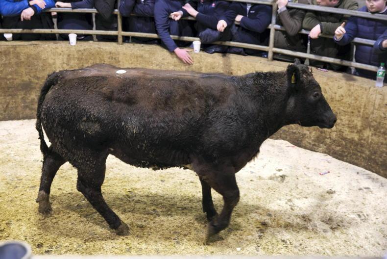 Camera at the Mart: quality heifers in hot demand in Carnew Camera at the Mart: quality heifers in hot demand in Carnew