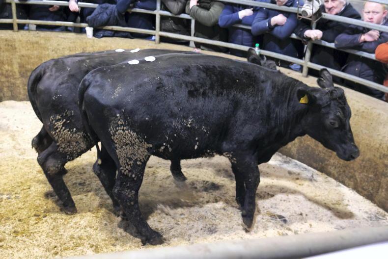 Camera at the Mart: quality heifers in hot demand in Carnew Camera at the Mart: quality heifers in hot demand in Carnew